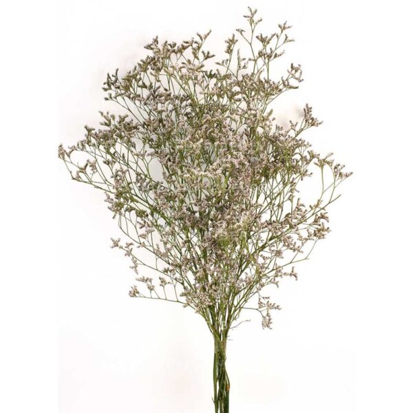 LIMONIUM PRESERVADO - Imagen 1