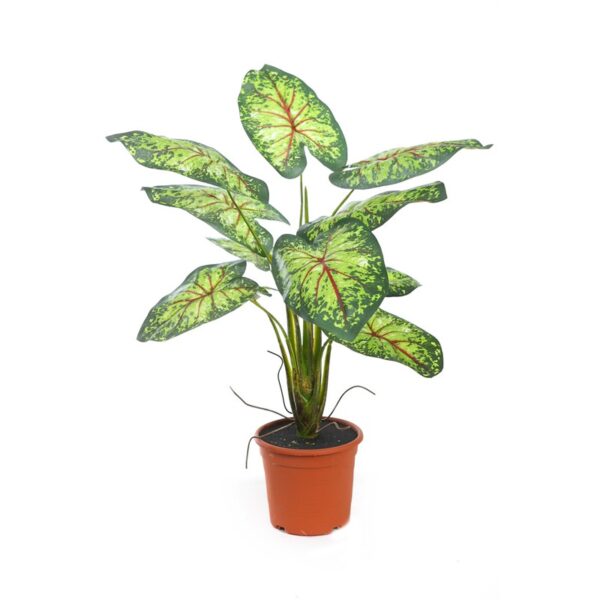 PLANTA CALADIUM 51CM EN MACETA - Imagen 1