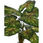 PLANTA CALADIUM 51CM - Imagen 2