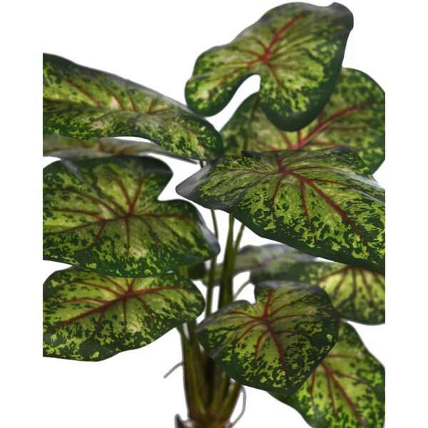 PLANTA CALADIUM 51CM - Imagen 2