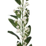 VARA EUPHORBIA 105 CM - Imagen 2