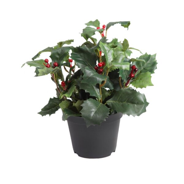 PLANTA MUERDAGO VERDE MACETA - Imagen 1