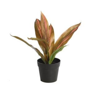 PLANTA DRACENA ROJA EN MACETA