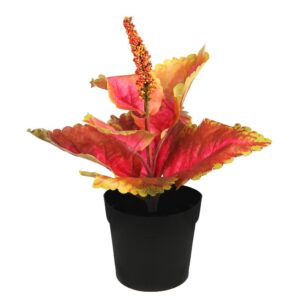 COLEO EN MACETA N. 23CM