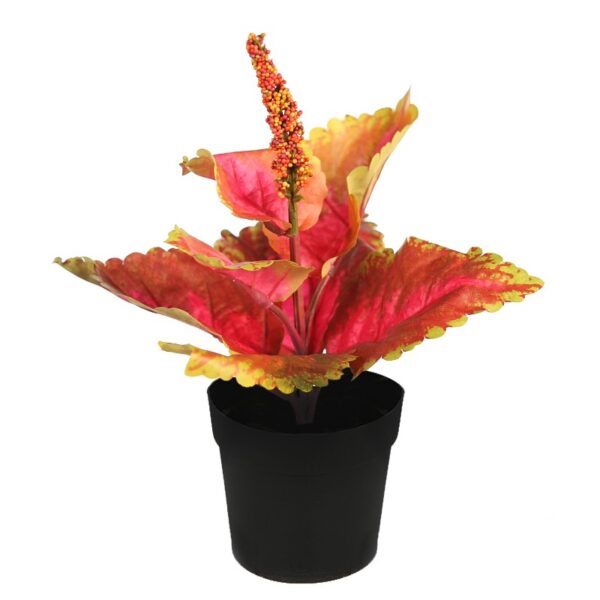 COLEO EN MACETA N. 23CM - Imagen 1