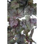 BEGONIA SAXIFRAGA COLGANTE 68CM - Imagen 2