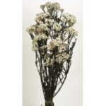 RICE FLOWERS PRESERVADA