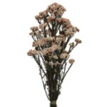 RICE FLOWERS PRESERVADA - Imagen 3