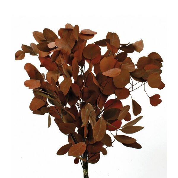 EUCALIPTOS POPULUS PRESERVADO - Imagen 1