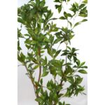 ARBOL SCHEFFLERA ARTIFICIAL 180CM - Imagen 2