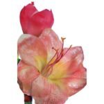 VARA AMARILIS 90CM - Imagen 4