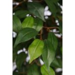 FICUS ARTIFICIAL CON MACETA 175CM - Imagen 3