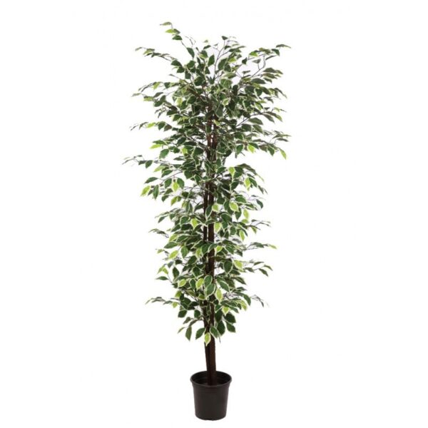 FICUS ARTIFICIAL CON MACETA 175CM - Imagen 4