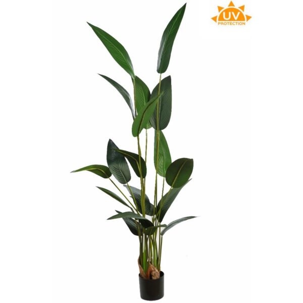 A769180-UV_0 PLANTA ESTERLICIA ARTIFICIAL 180CM - Imagen 1