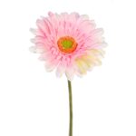 GERBERA TALLO FLOCADO 64CM - Imagen 6