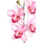 VARA ORQUIDEA CYMBIDIUM 60 CM - Imagen 2