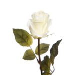 VARA ROSA 65 CM - Imagen 4