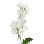 VARA FLOR BELLA DE DIA 76CM - Imagen 2