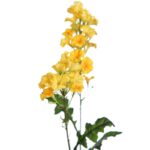 VARA FLOR BELLA DE DIA 76CM - Imagen 4