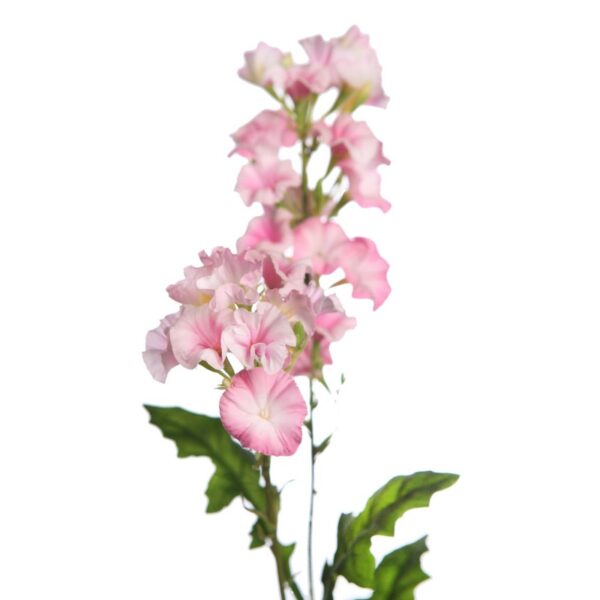 VARA FLOR BELLA DE DIA 76CM - Imagen 6