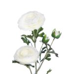 VARA RANUNCULO - Imagen 2