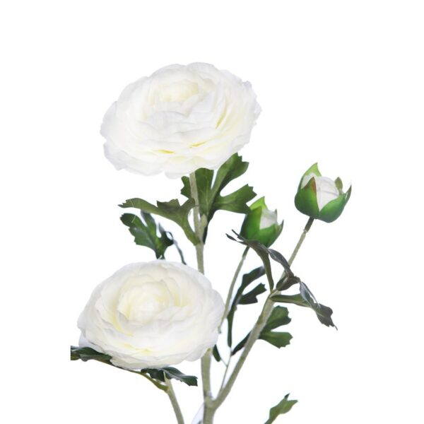 VARA RANUNCULO - Imagen 2