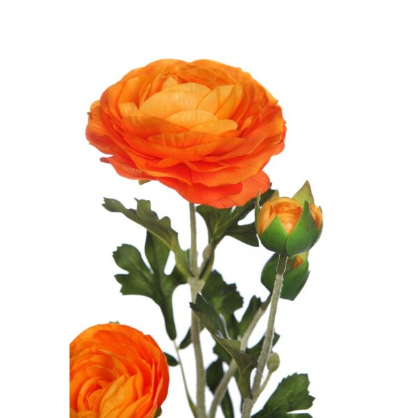 VARA RANUNCULO - Imagen 4