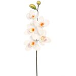 VARA CIMBIDIUM 70 CM