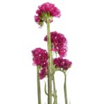 SIEMPREVIVA STATICE LIMONIUM 63CM - Imagen 2