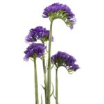 SIEMPREVIVA STATICE LIMONIUM 63CM - Imagen 4