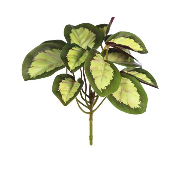 AD0776.D_0 PLANTA CALATEA VEITCHIANA 25CM - Imagen 1