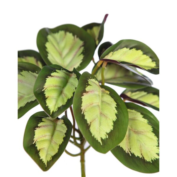 PLANTA CALATEA VEITCHIANA 25CM - Imagen 2