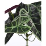 PLANTA SINGONIO FLECHA 25CM - Imagen 2