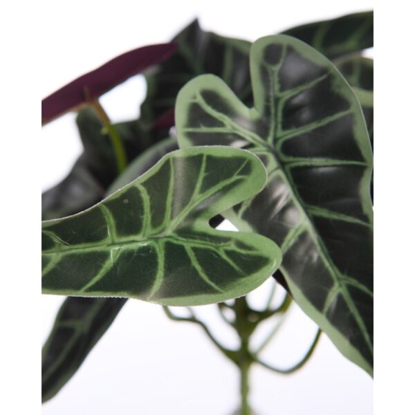 PLANTA SINGONIO FLECHA 25CM - Imagen 2