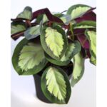 MACETA CALATEA ARTIFICIAL 25CM - Imagen 2