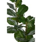 FICUS LYRATA EN MACETA 120CM - Imagen 2