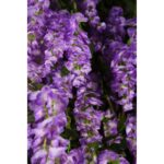 ARBOL DE WISTERIA ARTIFICIAL 300CM - Imagen 8