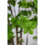 ENKIANTHUS ARTIFICIAL CON MACETA 180CM - Imagen 3