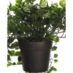 MACETA COLGANTE DICHONDRA VERDE 49CM - Imagen 3