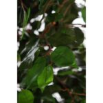 ARBOL DE FICUS ARTIFICIAL 140CM - Imagen 2