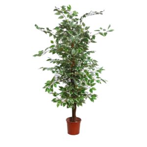 ARBOL FICUS BICOLOR 140CM