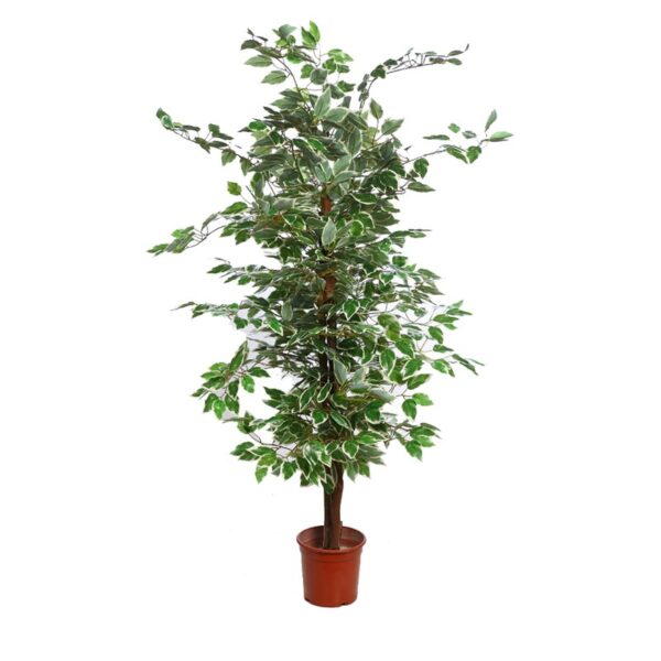 AY0409X24_0 ARBOL FICUS BICOLOR 140CM - Imagen 1