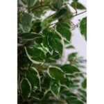 ARBOL FICUS BICOLOR 140CM - Imagen 2