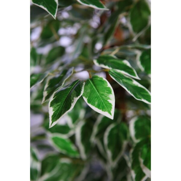 ARBOL FICUS ARTIFICIAL 180CM - Imagen 3