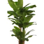 PLATANERO ARTIFICIAL X 3 EN MACETA, 220CM - Imagen 2