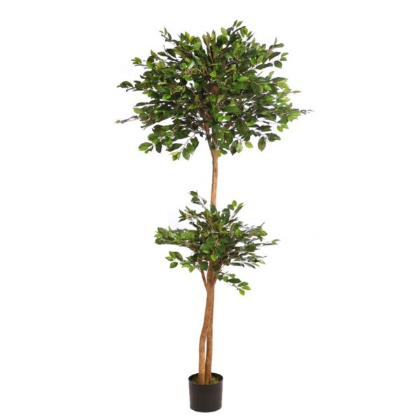 FICUS RETUSA CON MACETA 190CM - Imagen 1