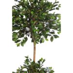 FICUS RETUSA CON MACETA 190CM - Imagen 2