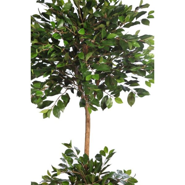 FICUS RETUSA CON MACETA 190CM - Imagen 2