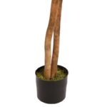 FICUS RETUSA CON MACETA 190CM - Imagen 4