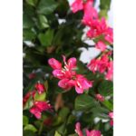 ARBOL DE BUGANVILLA CON MACETA ARTIFICIAL 130CM - Imagen 3